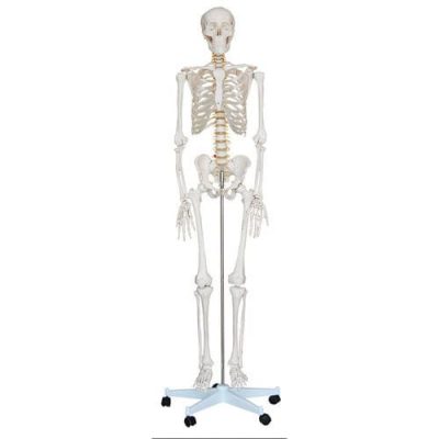 Modelo De Esqueleto De Cuerpo Humano De Tamaño Natural De 